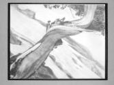 [Tree Negatives]
