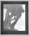 [Tree]