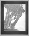 [Tree]