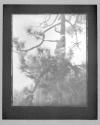 The Pine Sprite 1911