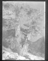 Sierra Night (The North Wind 1909)