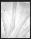 [Still-Life, Plant]