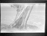 Some Snaps Of AB, Small Films Of AB