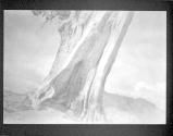 [Tree]