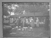 Alger marche aux bestiaux