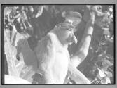 [Proboscis monkey]