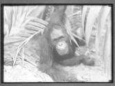 [Orangutan]