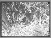 [Untitled]