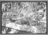 [Untitled]
