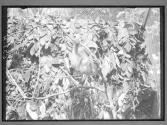 [Untitled]