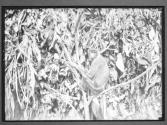 [Untitled]