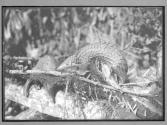 [Untitled]