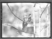 [Untitled]