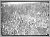 [Untitled]