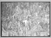 [Untitled]