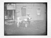 [Man with Cow]