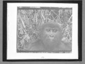 [Monkey]