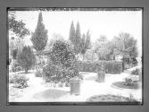 Jerusalem Un Coin du Jardin des Oliviers
