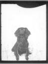 [Dogs]