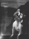 [Dog Training]
