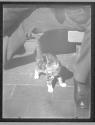 [Cats and Kittens]