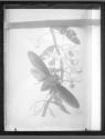 [Seventeen Year Locusts]