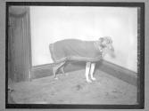 [Spanish Amer. War, Mascot]