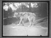 [Timberwolves]