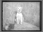 [Dogs]