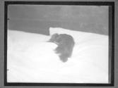 [Dogs]