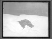 [Dogs]