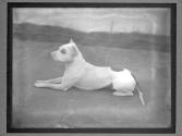 [Dog Training]