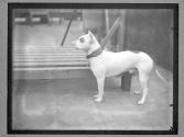 [Dog Training]