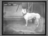 [Dog Training]