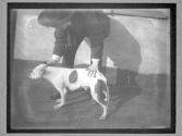 [Dog Training]