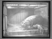 [Hippos in NY Zoo]