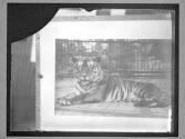 [Tigers]