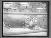 [Hippos in NY Zoo]