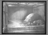 [Hippos in NY Zoo]