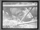 [Hippos in NY Zoo]