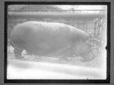 [Hippos in NY Zoo]