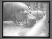 [Hippos in NY Zoo]
