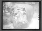 [Hippos in NY Zoo]