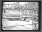 [Hippos in NY Zoo]