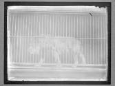 [Lions in Central Park Zoo]