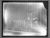 [Lions in Central Park Zoo]