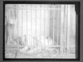 [Lions in Central Park Zoo]