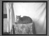 [Cats and Kittens]