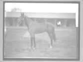 [Race Horses]