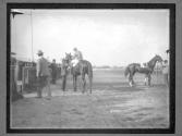 [Race Horses]